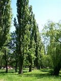 تبریزی سیاه